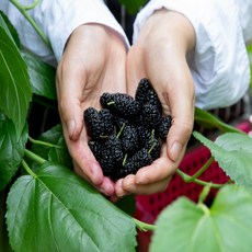 2025년 출하 냉동오디 뽕나무 햇오디, 2개, 토종오디 10kg