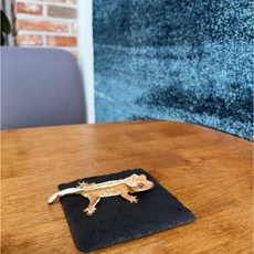 FLEM 크레 쿨매트 탈피보드 탈피도움 체온조절, 1개, 10X10CM