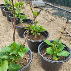 (경북묘목) 우수한품종의 수국나무묘목 분묘 포트묘 판매중, 1개, 원예수국 5치포트묘