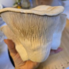 화랑농원 무농약 설원버섯 800g 황제버섯 명절선물 선물용, 1박스, 800g내외 특품4송이