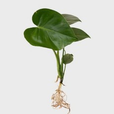메이크정글 공기정화 수경재배 흙 세척 식물 모음, 1개