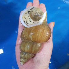 청담농수산 동해안 자연산 생물 백고동 백골뱅이, 1개, 1KG 중 ( 25-35미내외 )