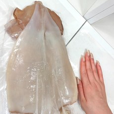 [손보다 큰] 쫄깃하고 통통한 반건조 오징어 오징어, 1개, 600g 중 내외(5마리)