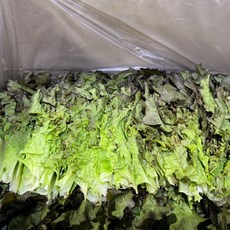 < 바른농산 > 국내산 적상추 쌈채소, 1개, 2kg