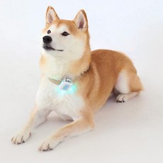 투왈라이트 나이트가디언 반려견 야간 산책 LED 목걸이 충전식 펜던트 방수 후레쉬, 1개, 라이트핑크