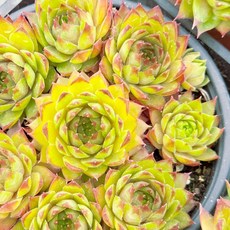 [풀멍상점] 능유(6.19) 바위솔/ 노지.월동 야생/ 선별발송 분채배송/ 방수라벨 이름표포함. 농장직접 배송, 1개