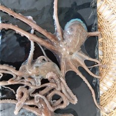 고흥 뻘낙지 대낙지 3마리, 1개