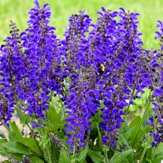 파종첫해부터 개화하는 노지월동 다년초 165종 (2/6), 1개, 52. 메도우세이지 30립