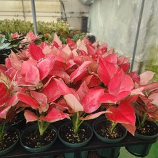 1+1 2개발송 에이피팩토리 아글레오네마 지리홍 소품 반려식물 공기정화, 1개