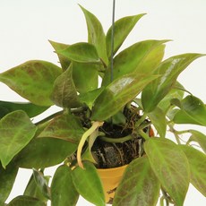 호야 썬라이즈 소품 희귀식물 꽃피는 행잉식물 대성식물, 1개