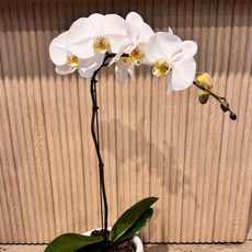 호접난 호접란 서양난 쌍대 진핑크 만천홍 대성식물, 06. 식물만_흰색 외대, 1개