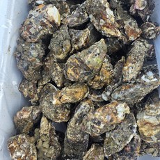 신선한 여수 프리미엄 석화 굴 (오후 3시 이전 주문 발송), 1개, 10kg(+2kg)