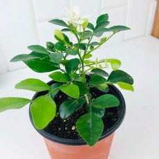 오렌지 쟈스민 은은한 향기 향기좋은 꽃 키우기 쉬운 식물 소형, 1개