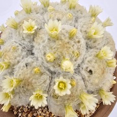 로세이프로라백성선인장 깃털선인장 솜사탕 비숑선인장