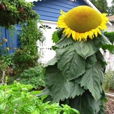 해바라기 12종 씨앗 품종별 선택구매, 1개, 몽골리안자이언트 5립