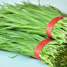 < 바른농산 > 당일수확 국내산 부추 1kg 2kg 4kg 8kg, 1개