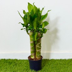 황금죽 케인 (H40) 부귀죽 재복죽 재물을 부르는 공기정화 습도조절 대성식물