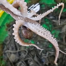 국내산 목포 뻘 소 낙지 5마리, 1개, 60~80g