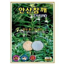 안산참깨 가지깨 씨앗 3000립 국내생산 코팅종자 ks, 1개