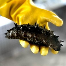 태안 해삼 내장 고노와다국내산 100g, 1개