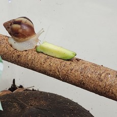 자연 친화적 놀이목 코르크봉 달팽이 도마뱀 소동물 사육장 압축 유목, 1개, 코르크봉 22mm