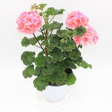 페라제라늄 중품 색상랜덤발송 유럽 수입 페라고늄 정원 화단 베란다월동식물, 1개