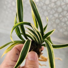 동양란 단엽복륜 천황 아주이쁩니다, 1개