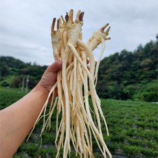 도라지 약도라지 세척약도라지 국산 영주, 1개, 약도라지(세척/실속) 1kg