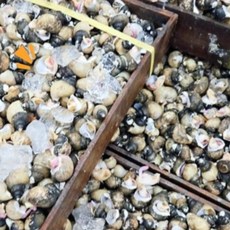 당일입찰 본 싱싱한 흑고동 흑골뱅이 골뱅이, 1세트, 1KG/70미 내외