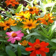 미니백일홍 자하라 홑꽃 혼합색 씨앗 20립 소포장, 1개