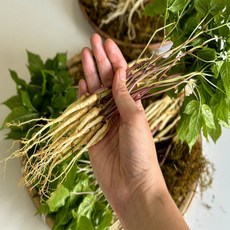 GAP 토정마루 새싹인삼 중(20~25cm) 친환경 무농약 새싹삼 부모님 건강 선물, 30개, 1.4g