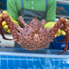 서생원조대게 선주직송 러시아산 A급 자숙 킹크랩 유통 마진 ZERO!, 1박스, 2.8KG(1미)