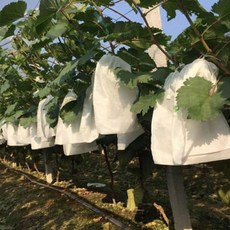 Jerac 포도망 과일 보호망 사과 배 복숭아 딸기 토마토 수박 참외 재배용 보호주머니, 300개