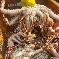 입안 가득 퍼지는 깊은 단맛 살이 아니라 결 을 씹는 프리미엄 북해도 레드 킹크랩, 1박스, (자숙) 레드 킹크랩 1마리 (약 1kg)
