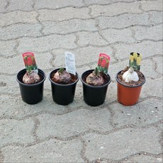 히아신스 구근 더블꽃 4개 컬러 믹스 세트 유럽 직수입 특선, 1개