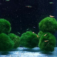 [미초] 모스볼 1개 3개 / 어린이 선물/ 인테리어 / 음성수초 / 새우 수초 / 모스볼 / 마리모