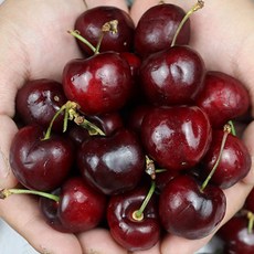 푸드꾸미 칠레산 왕 생 체리, 1박스, 800g(생체리)