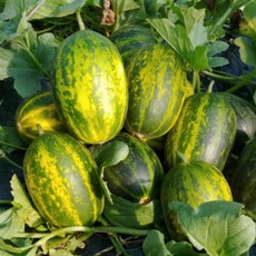 [한정특가] 국내산 고당도 파파야 메론 개구리참외, 1개, 5kg 가정용 못난이 혼합과