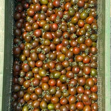 [당일수확] 부산대저 흑대추방울토마토, 1개, 1kg