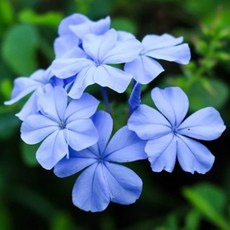 플럼바고 Plumbago 씨앗 10립 소포장 매혹의 스카이블루, 1개