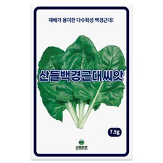 산들 백경 근대씨앗 7.5g 내병성 다수확성 백색 근대씨 종자, 1개