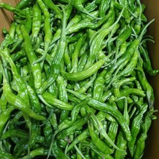 꽈리고추 찜고추 특품 부드러운, 1개, 1kg
