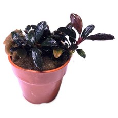 부세파란드라 레드미니 1포트