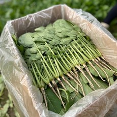청년농장 싱싱 포천 열무 2kg 4kg 당일수확, 실중량 (박스무게 제외) 열무 2kg, 1개
