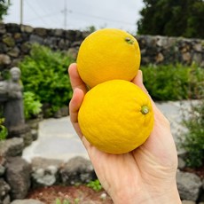 [실속 최저가] 제주 국내산 산지직송 무왁스 못난이 레몬 가정용, 1박스, 못난이 레몬 1.5kg