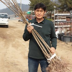 설중매 매화나무 묘목 접목1년생 상묘 특묘 관상수 조경용 원예 가든, 설중매 접목1년생 상묘, 1개