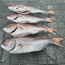 반건조 자연산 대 참돔 2마리(평일3시이전 주문시 당일발송 다음날도착), 1개
