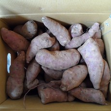 달콤한 꿀고구마, 1박스, 10kg 못난이 (꿀&호박 랜덤발송)
