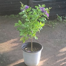 발렌타인자스민 핫도그 쵸코렛향기 꽃 중품, 1개