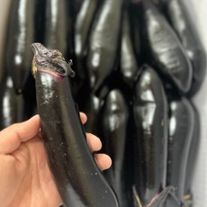 국내산 가지 보라가지 못난이 1kg, 1개, 가지 상 5kg